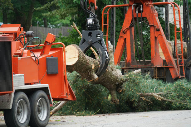 Reliable Eufaula, AL Tree Service Solutions